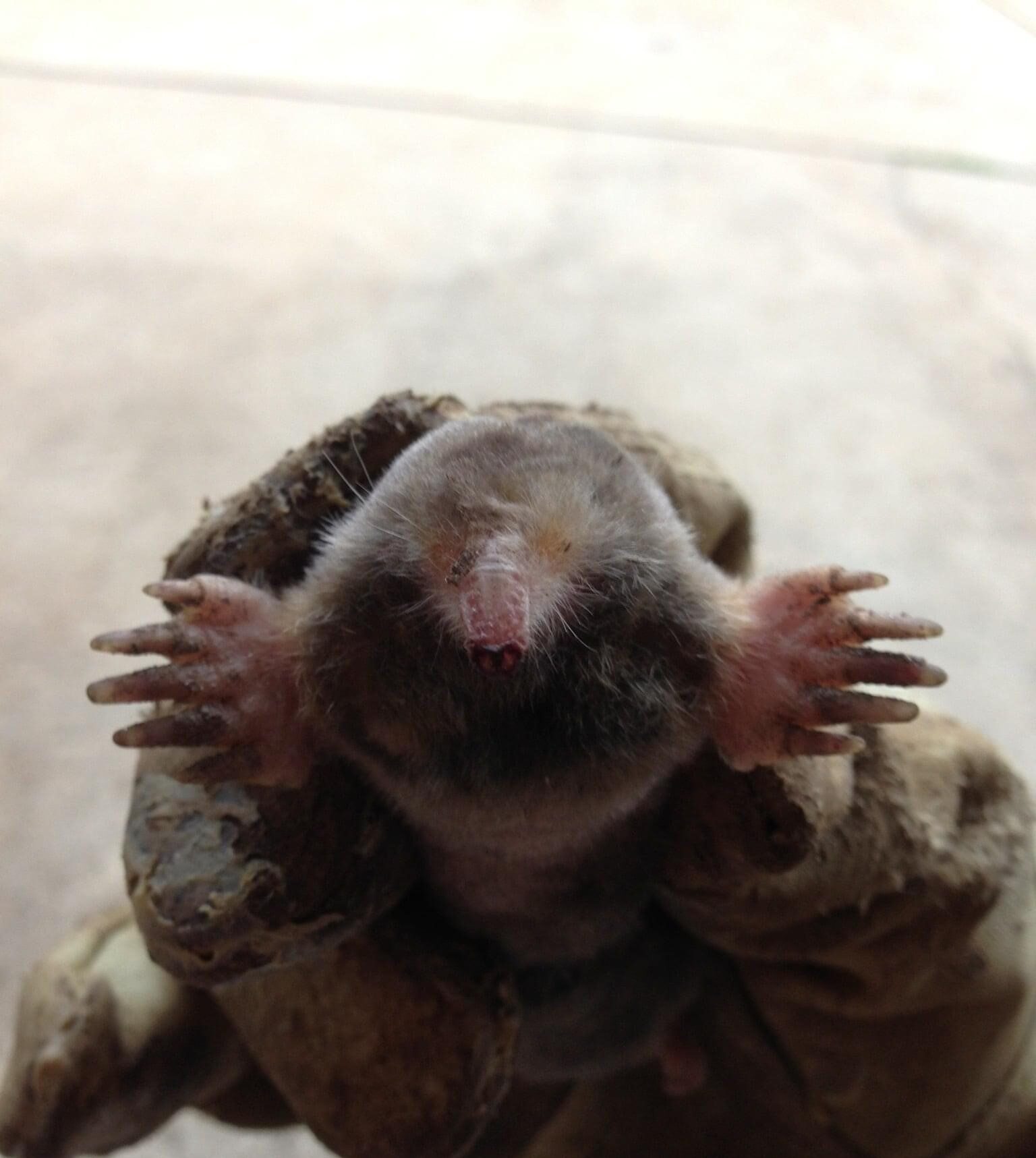 mole
