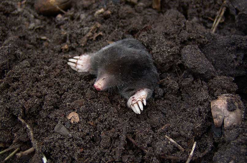 Moles