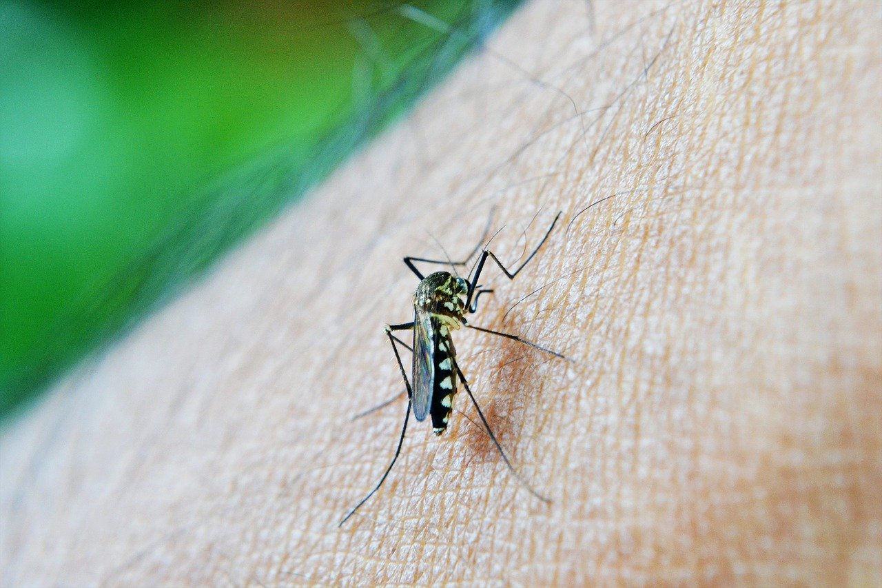 mosquito