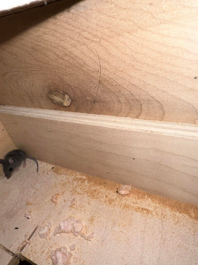 mouse above stove scratching noise