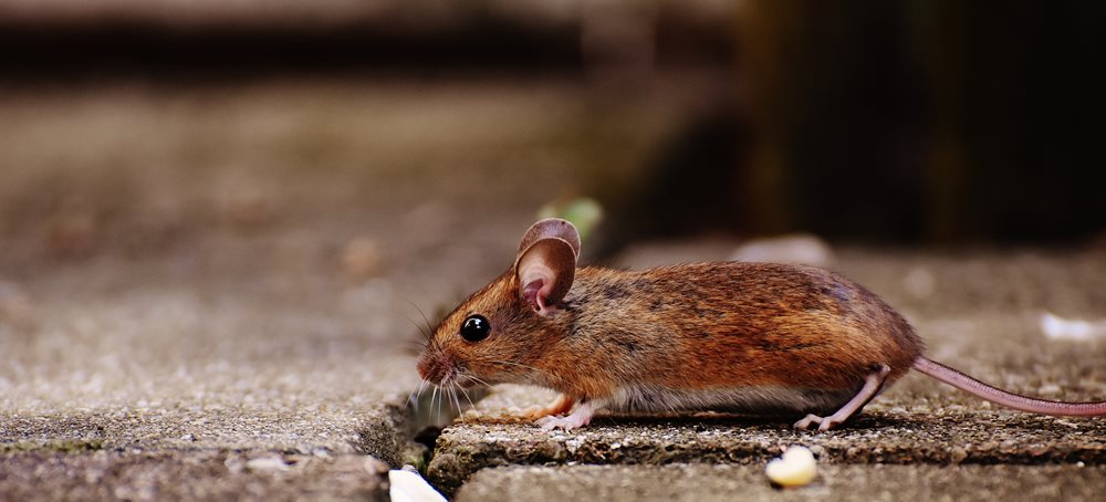 How Mice Get Inside the Attic- Video Inspection