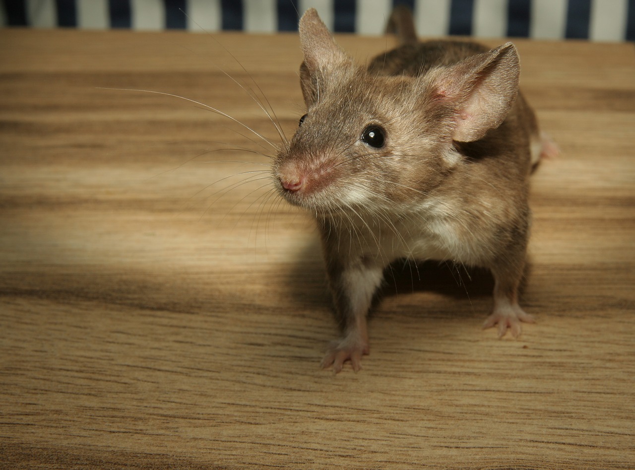 A tiny mouse or rat