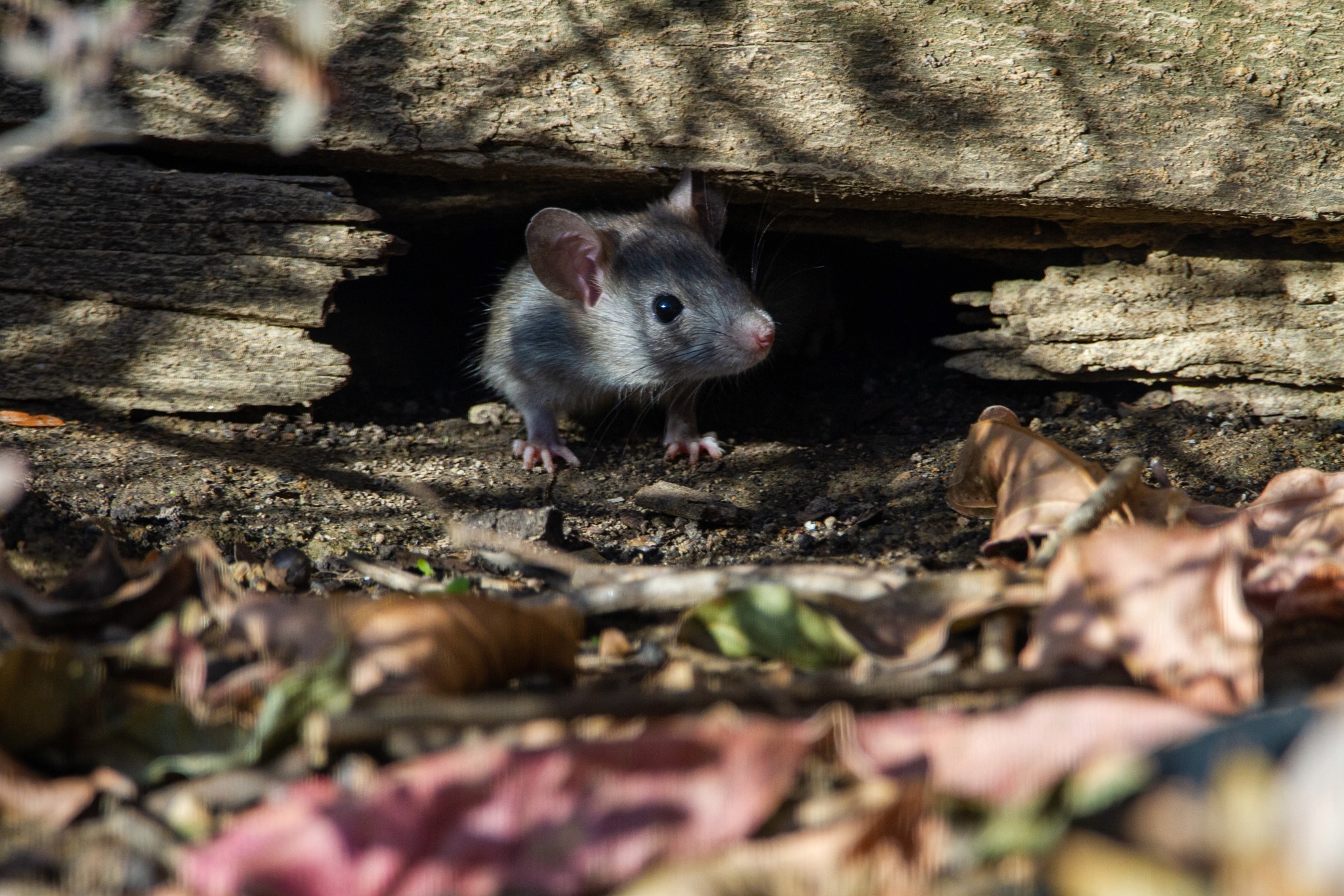 mouse