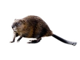 A muskrat