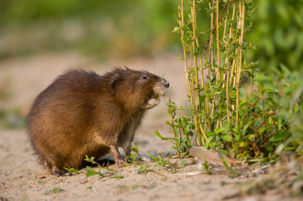 muskrat-in-yard