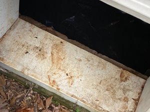 Skunk smudge marks into a crawlspace