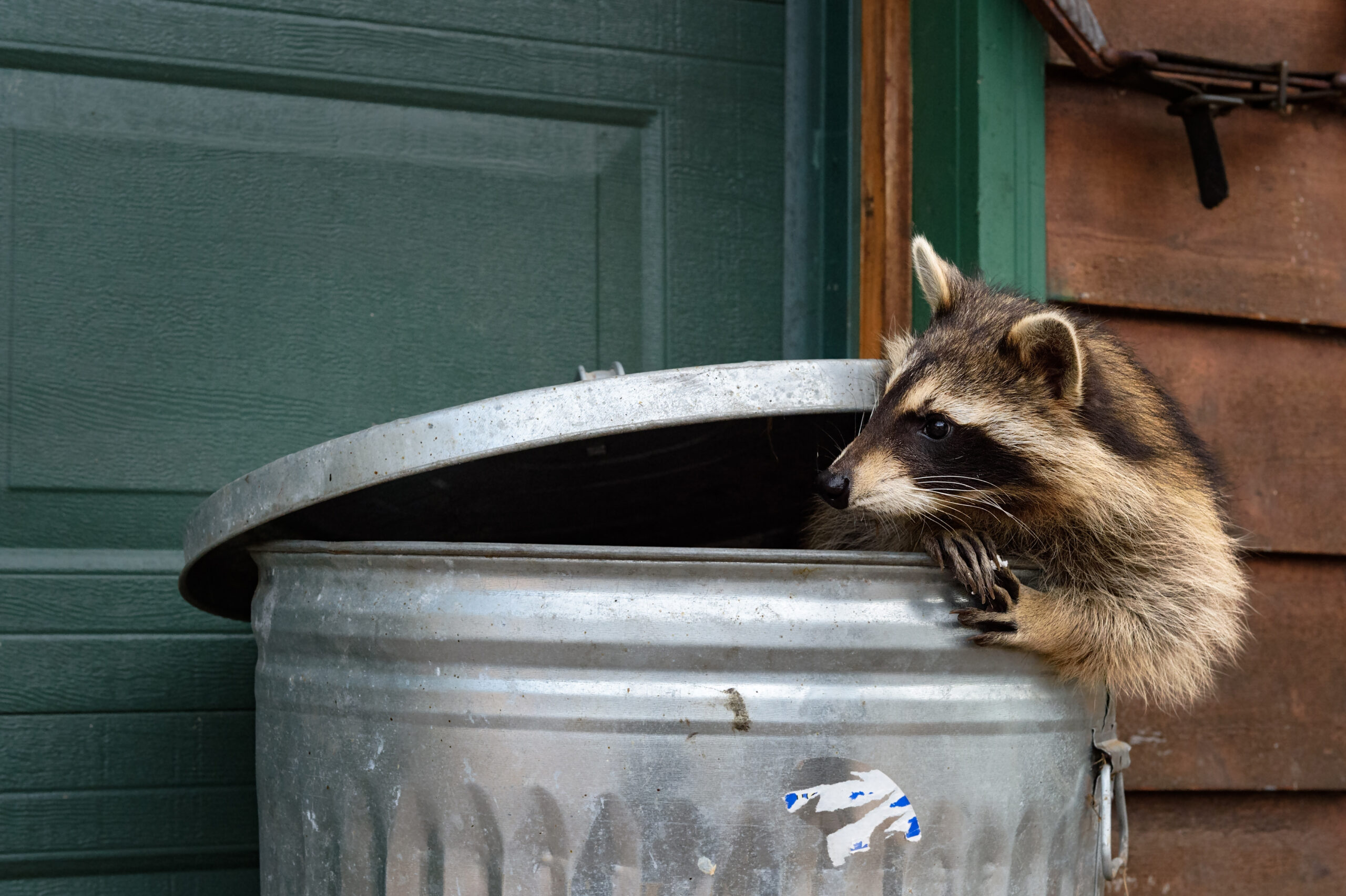 Northwing Raccoon Banner