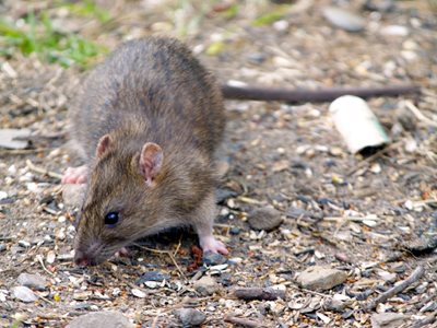 A mouse or rat sniffing the ground