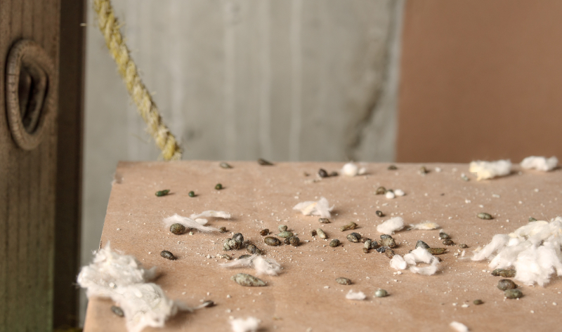 Mouse droppings in baseent