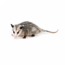 An opossum