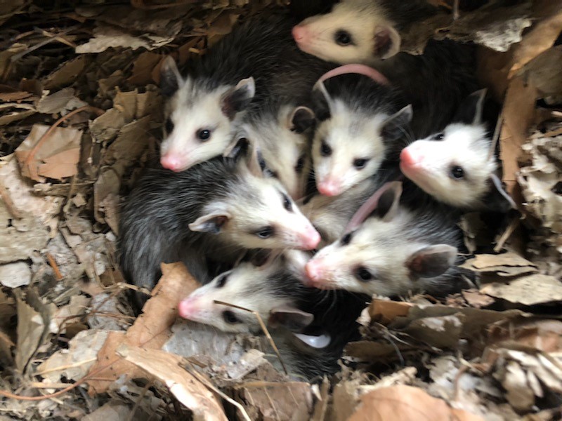 Group of baby opossums huddled together