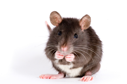 A pack rat
