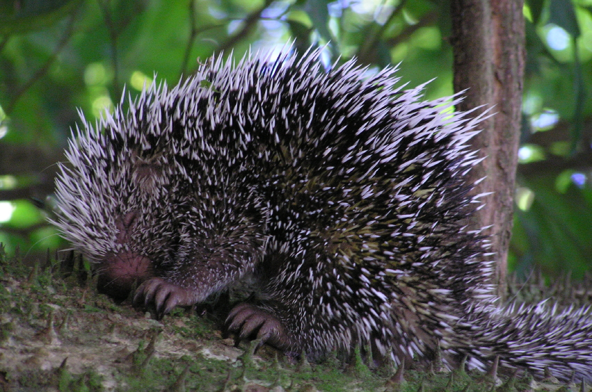 porcupine-eating