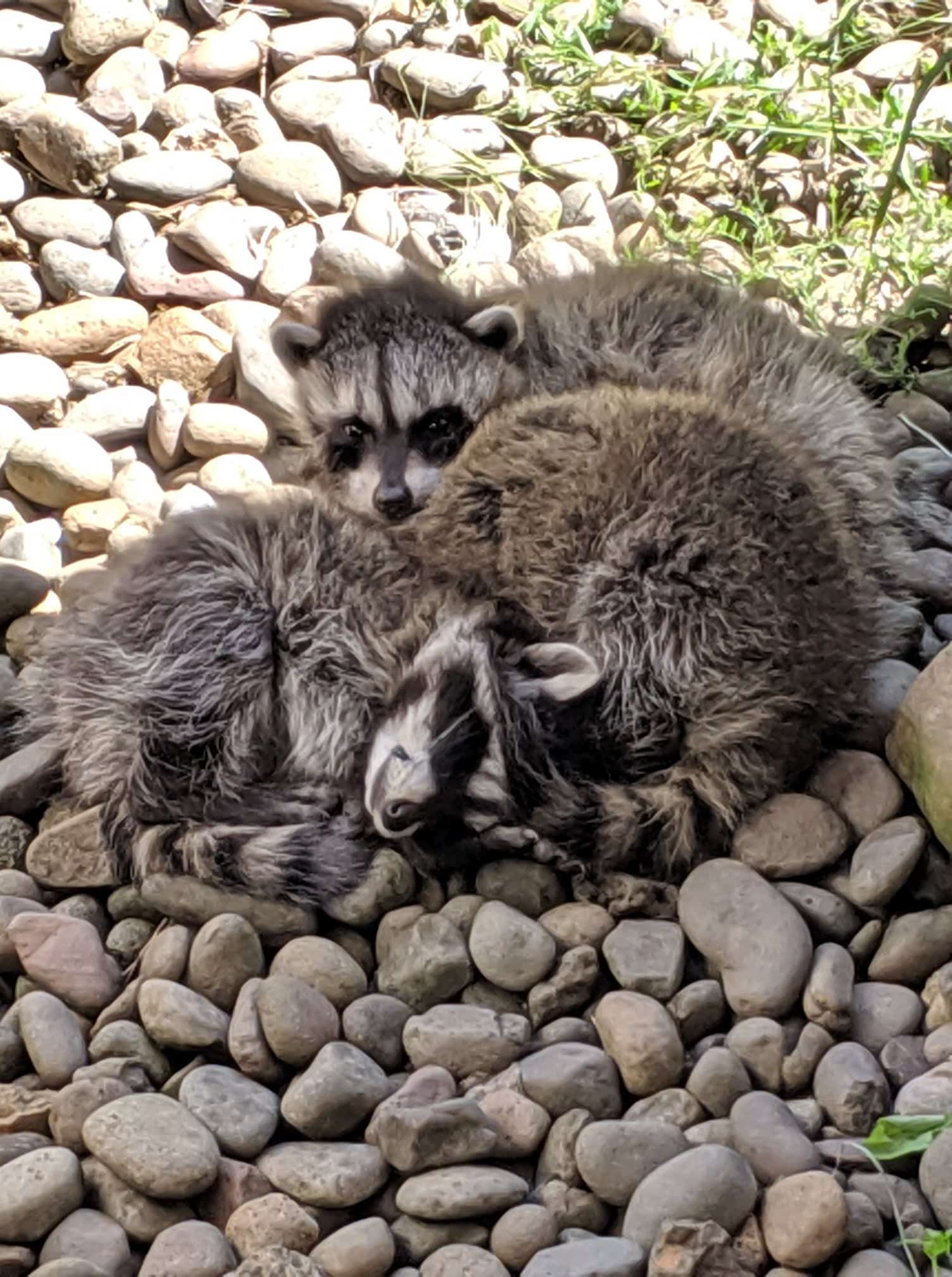 A picture of sleeping baby raccoons on rocks