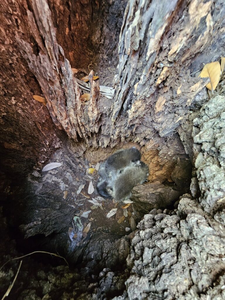 raccoon den in tree in Louisiana