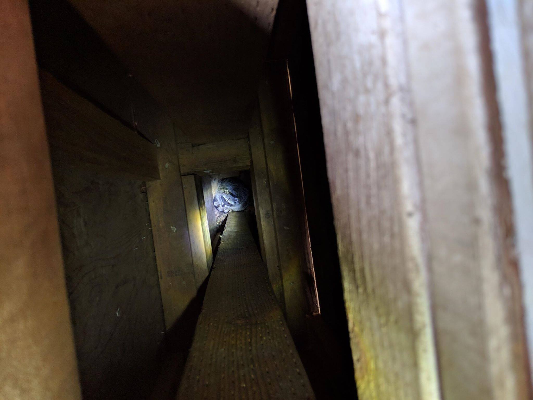 Portland raccoon in chimney