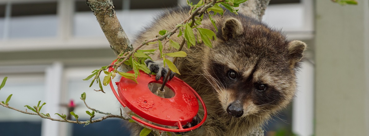 Raccoon Removal near you