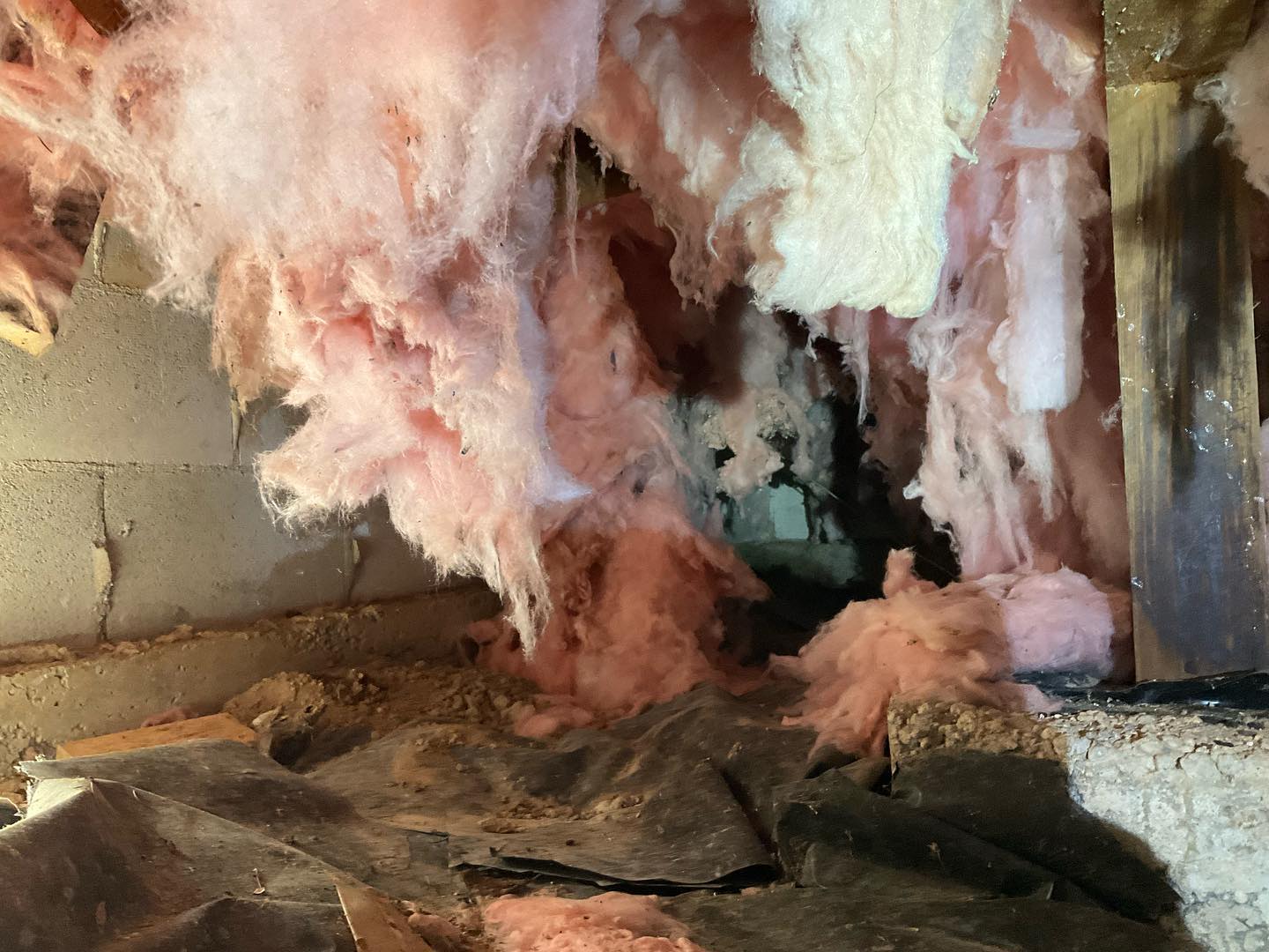 rat damage crawlspace