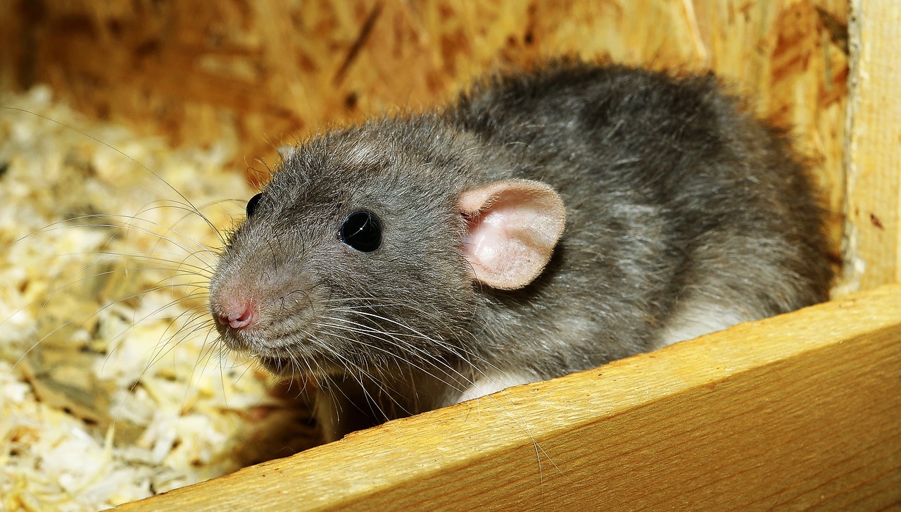 rat-in-attic51fb