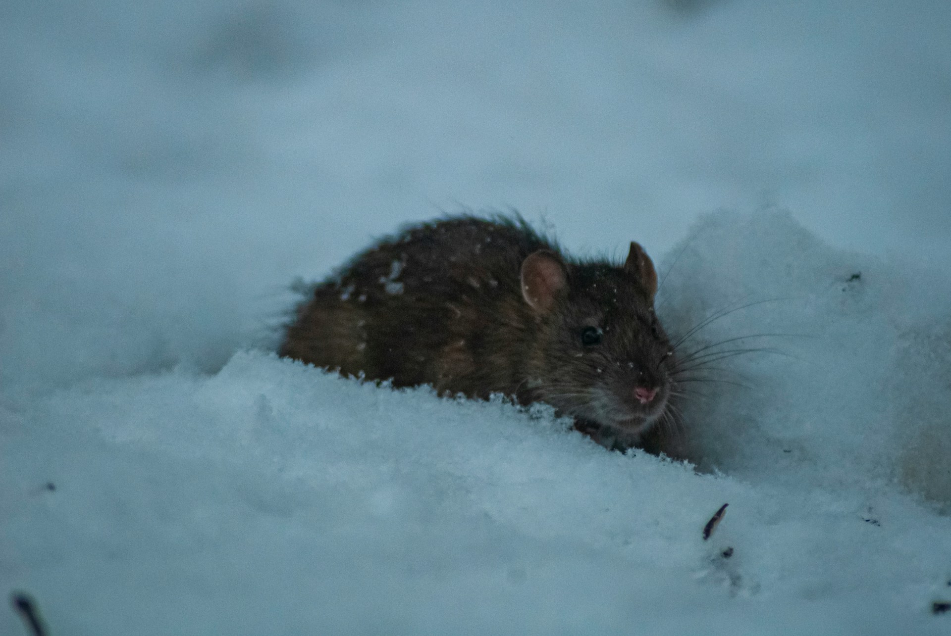 rat in snow 2
