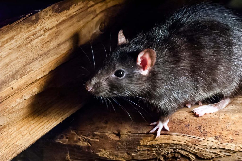 Rat Exterminator in Wilimington, NC
