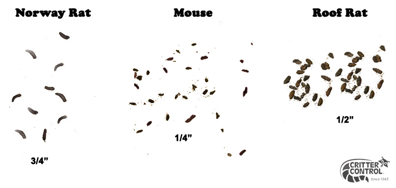 the difference of Norway rat, Mouse, and Roof rat feces