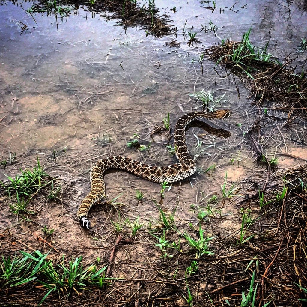 Rattlesnake Photo
