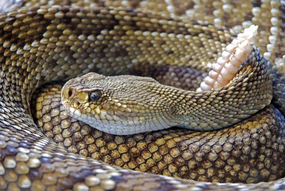 Rattlesnake2_jpg_1000_669