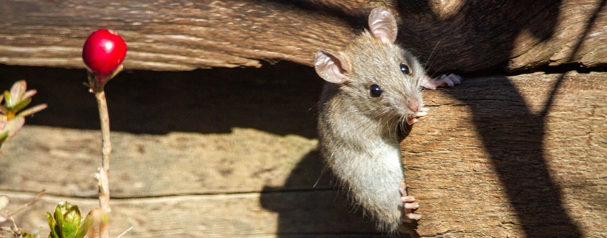 Roof-Rat-Banner