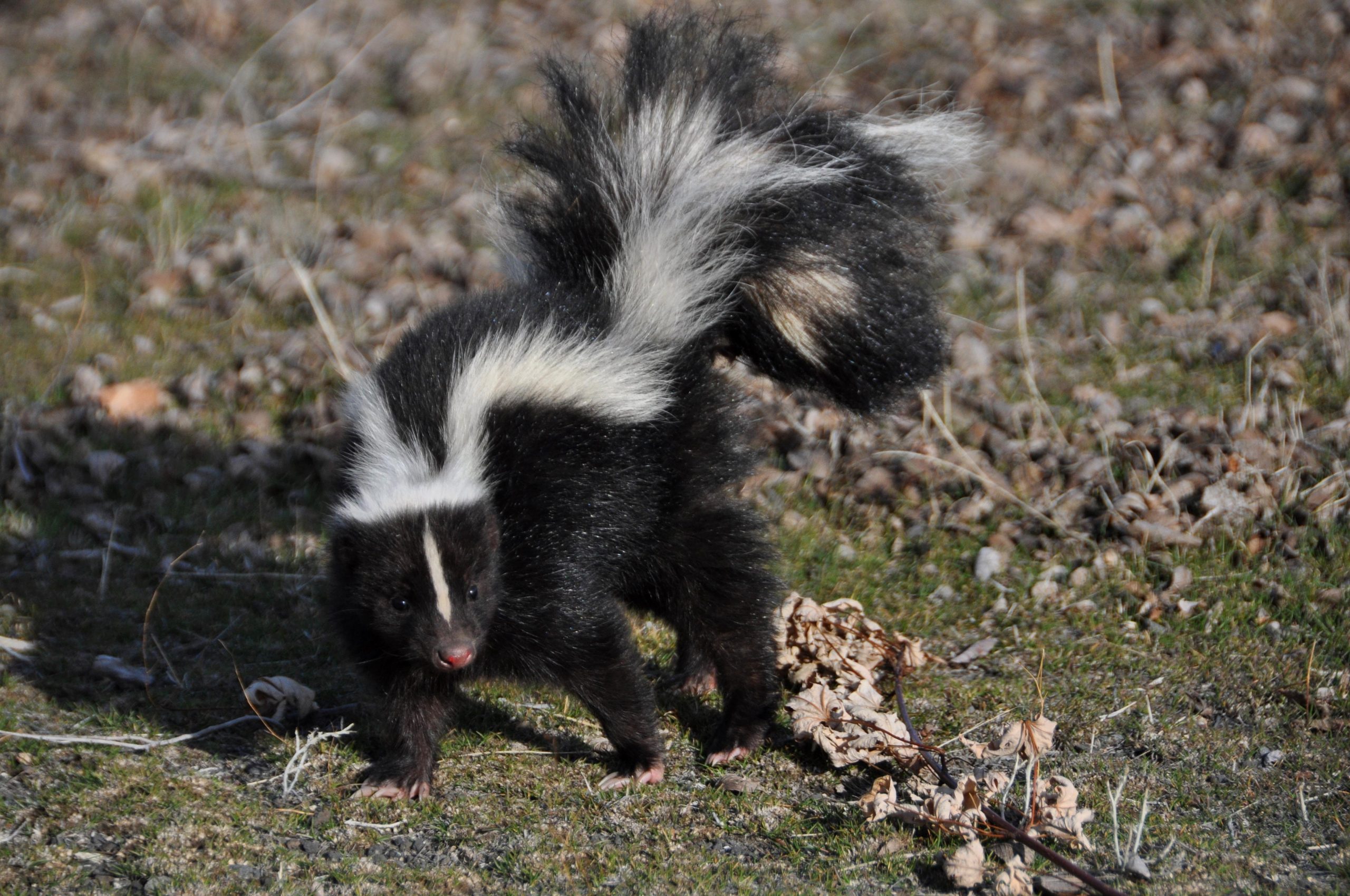 Skunk-Iowa-City-scaled