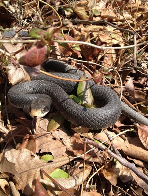 A black-scaled snake