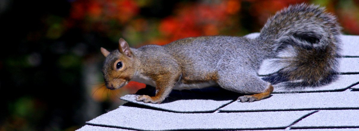 The Best Squirrel Control in Atlanta
