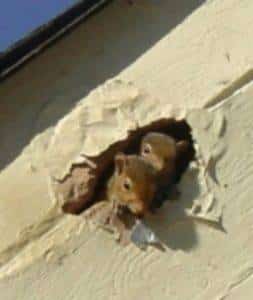 Squirrel damage