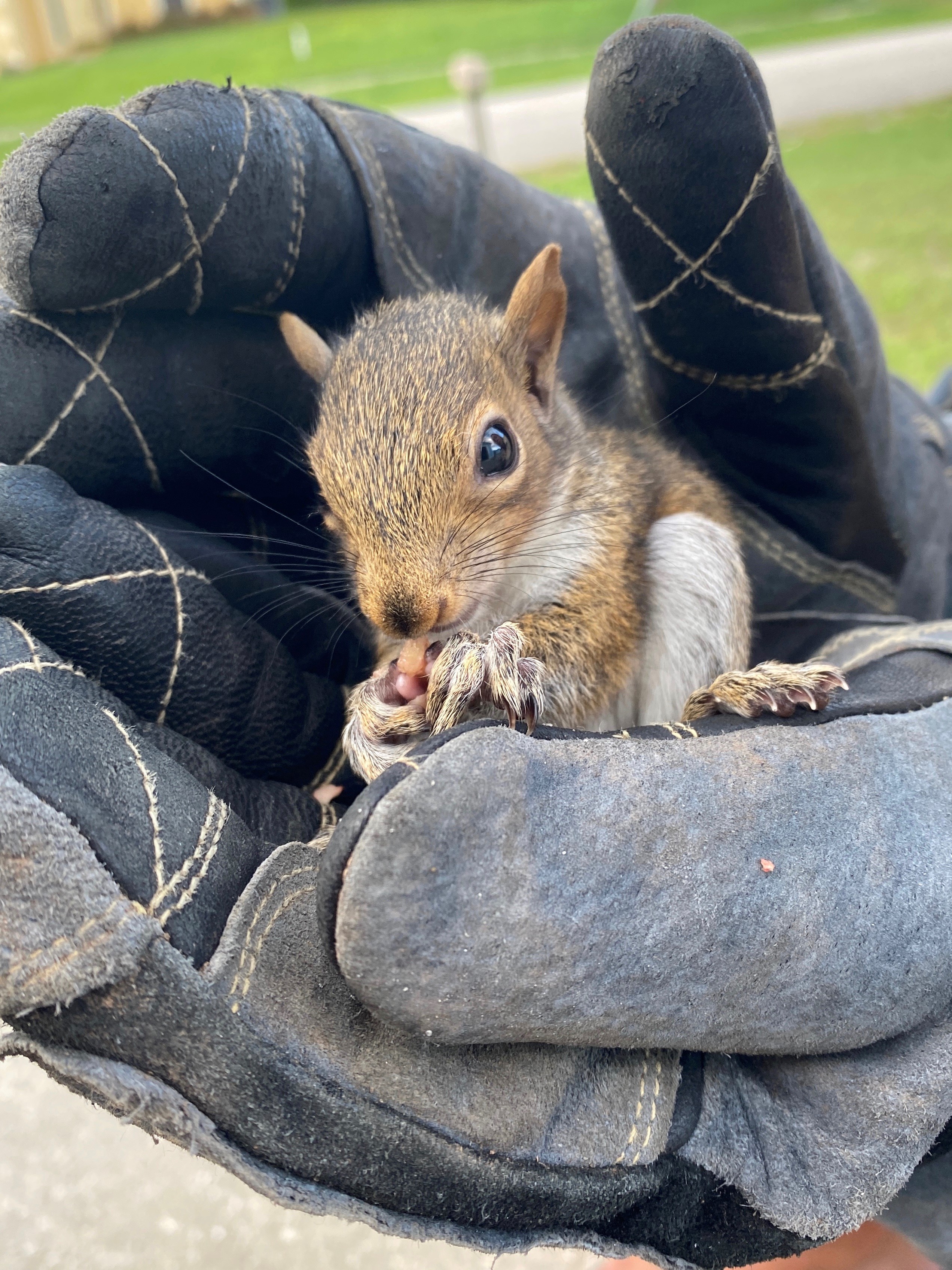 A chipmunk in a glove
