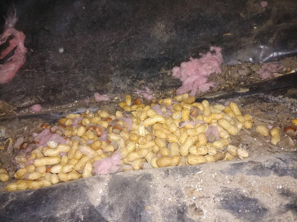 peanuts in attic from squirrles in Portland, OR