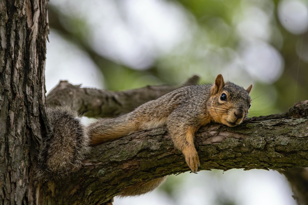 Squirrel-on-branch_jpg_1000_666