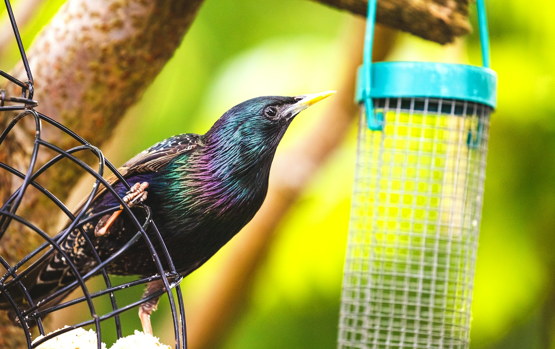 Starling Droppings and Damages