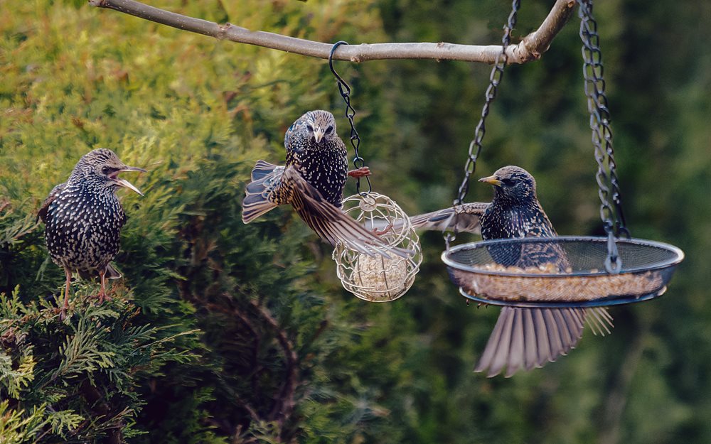 starling on birdfeeder