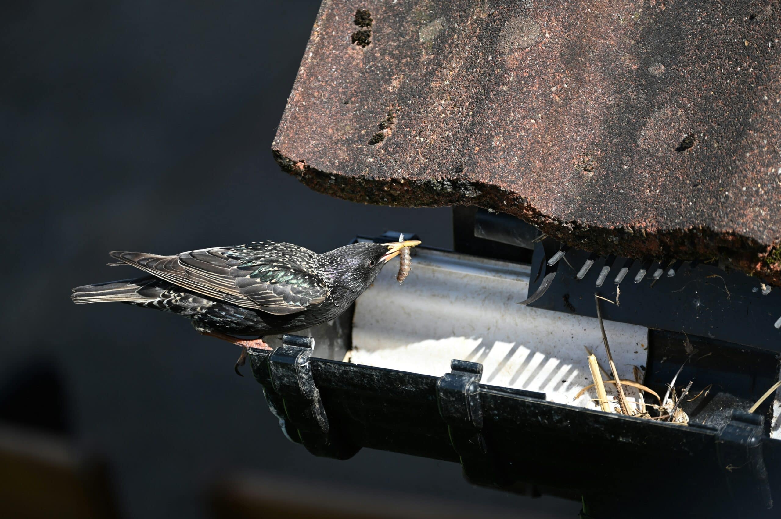 Starling Nest