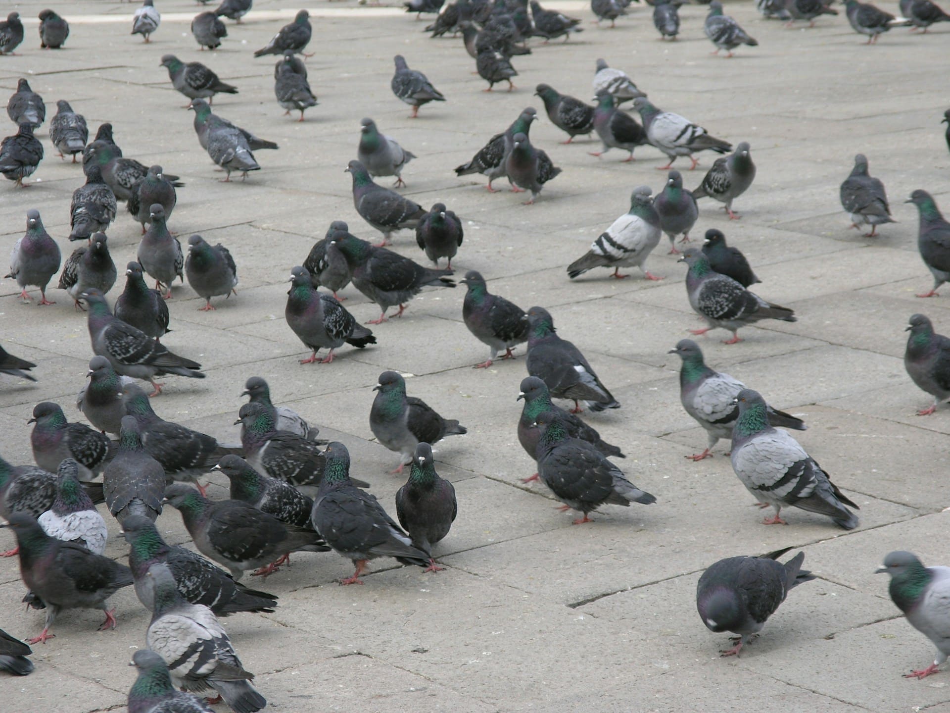 pigeon flock parking lot