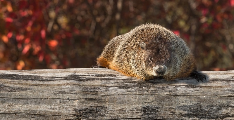 A woodchuck on a log