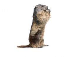 A woodchuck