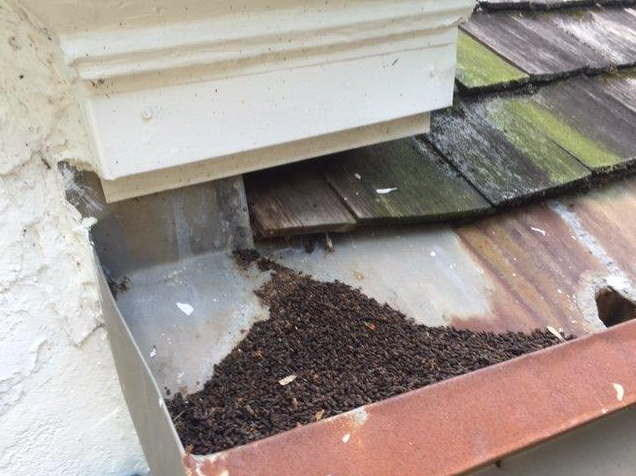 bat guano access point