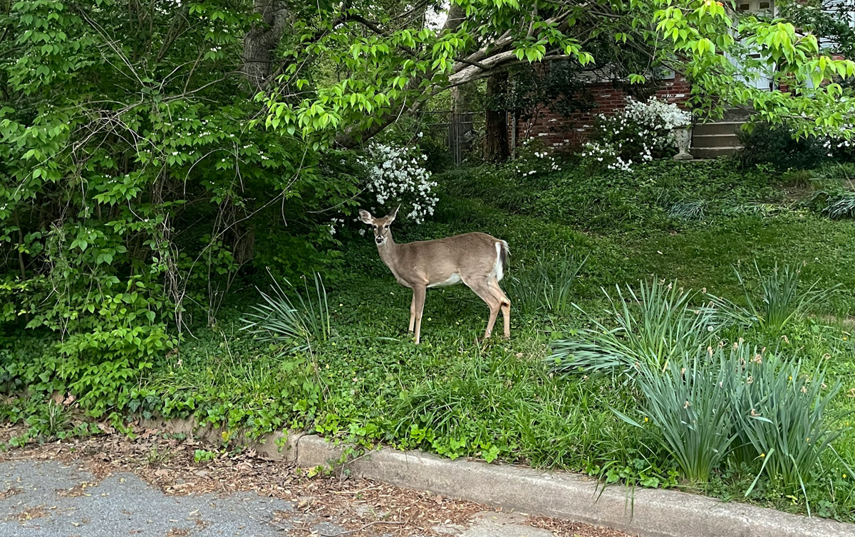 Deer in the garden