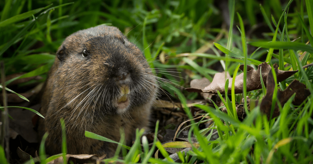 gopher-removal