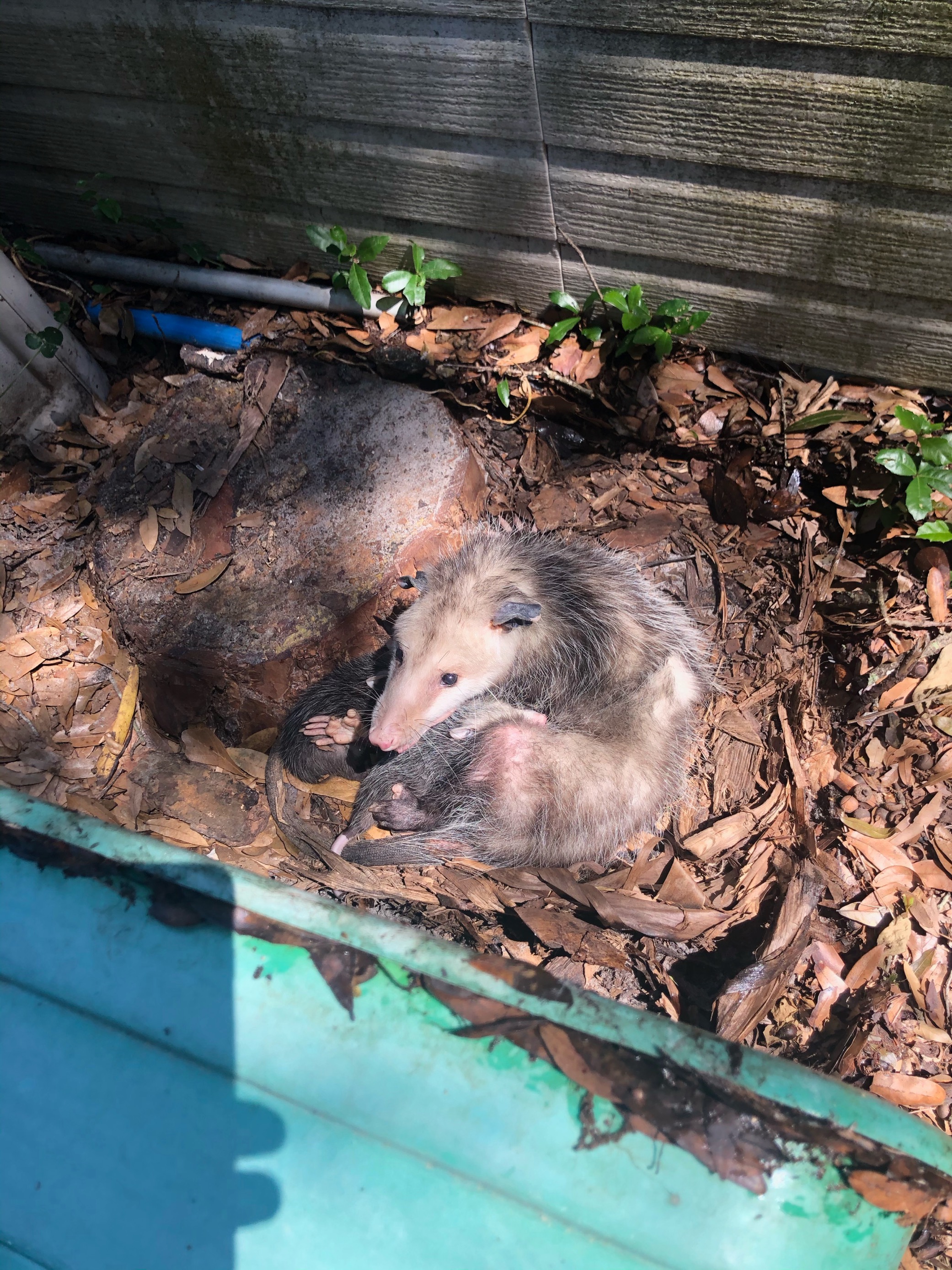 A possum in a planter