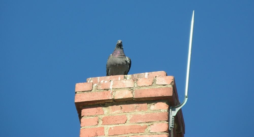 Bird Control in Chicago