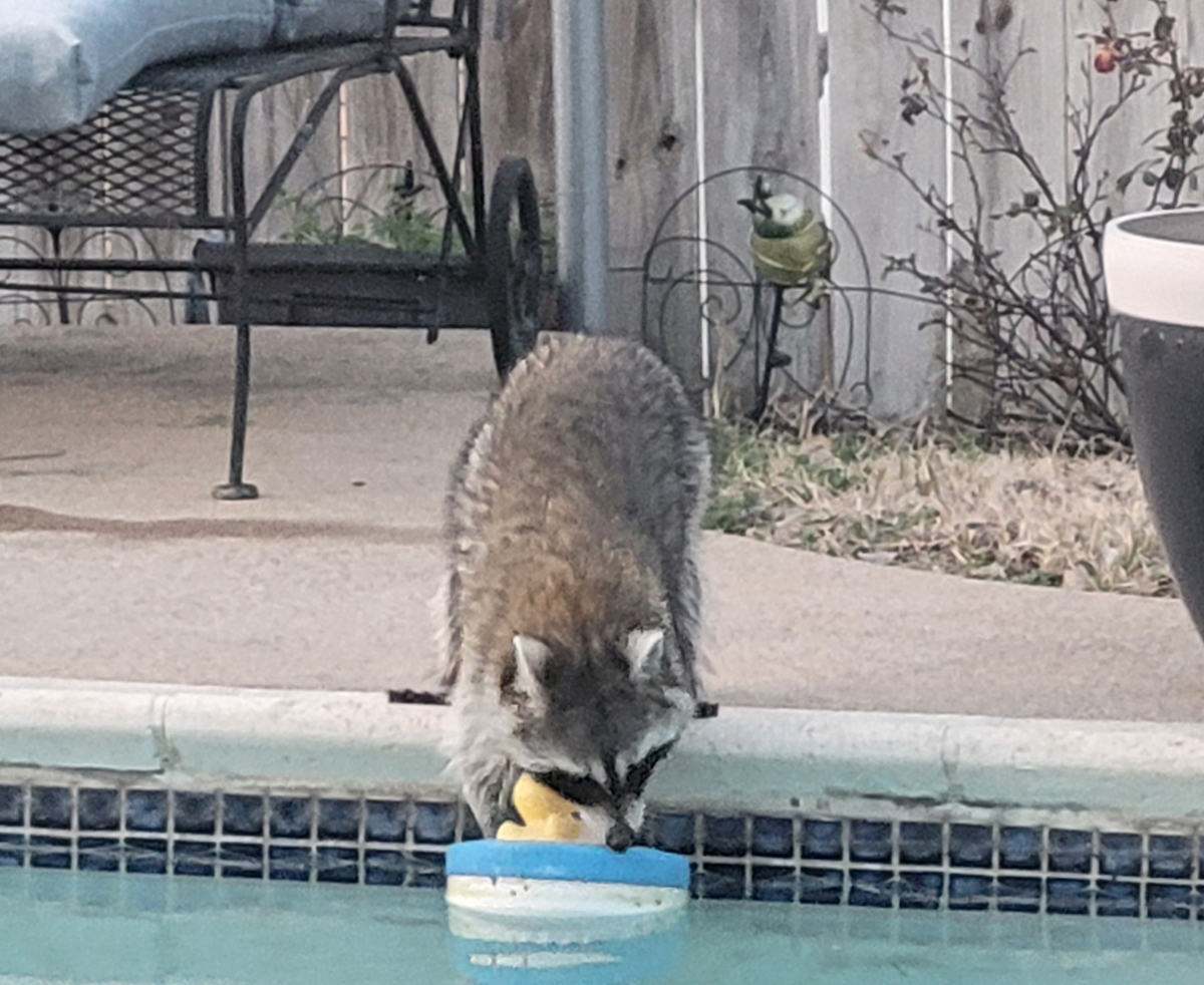 raccoon trying to getin pool