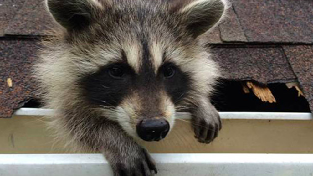 Raccoon crawling out of damaged shingles
