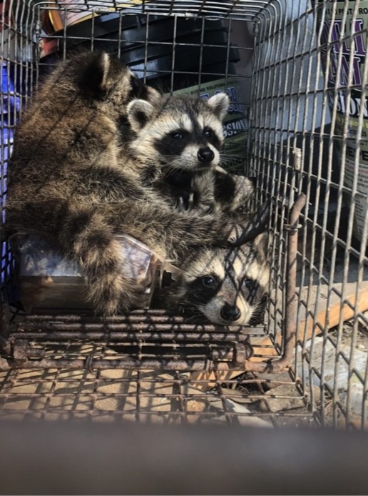 Three raccoons looking pensively out of a cage